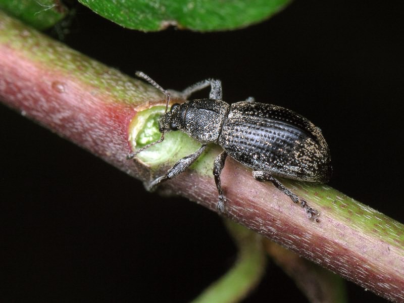 Phyllobius pyri (Linnaeus, 1758)